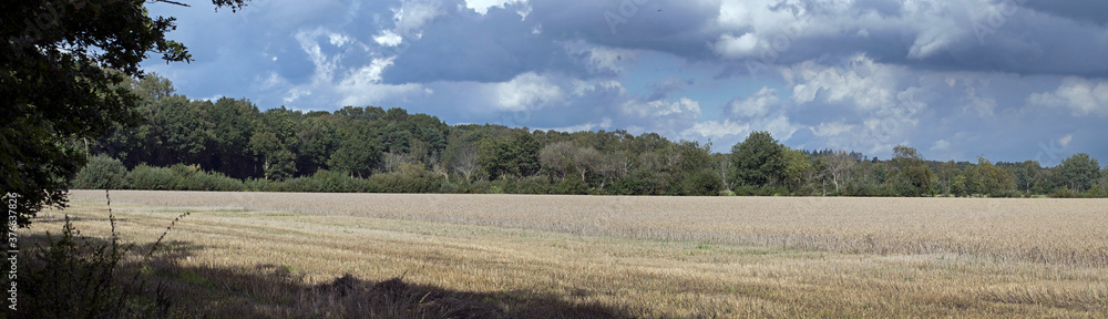 Grain field with dark clouds. Holtingerzand. Havelte. Drenthe. Netherlands. Panorama.