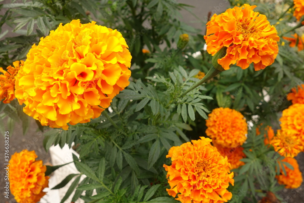 夏に咲いたオレンジのアフリカンマリーゴールドの花 夏に咲いたオレンジのアフリカンマリーゴールドの花