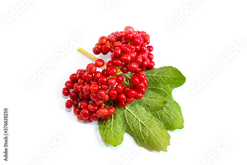 Autumn fruits, vegetables and berries on a white background