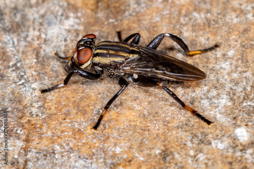 acalyptrate fly of the Family Ropalomeridae photo