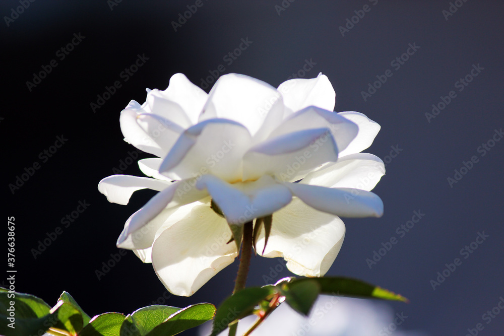Stunningly magnificent romantic beautiful pure snow white Iceberg rose blooming in early spring adds fragrant charm to the garden with its decorative florabunda clustering habit . Stunningly magnificent romantic beautiful pure snow white Iceberg rose blooming in early spring adds fragrant charm to the garden with its decorative florabunda clustering habit .