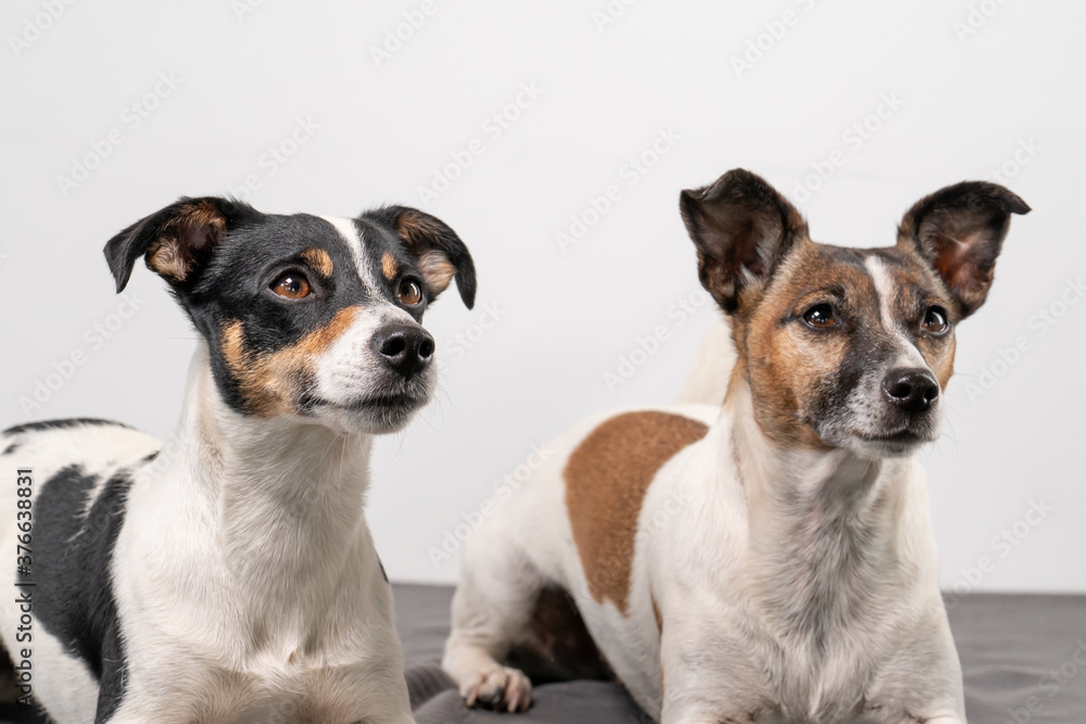 Two brown, black and white Jack Russell Terrier posing in a studio, in full length , copy space Two brown, black and white Jack Russell Terrier posing in a studio, in full length , copy space