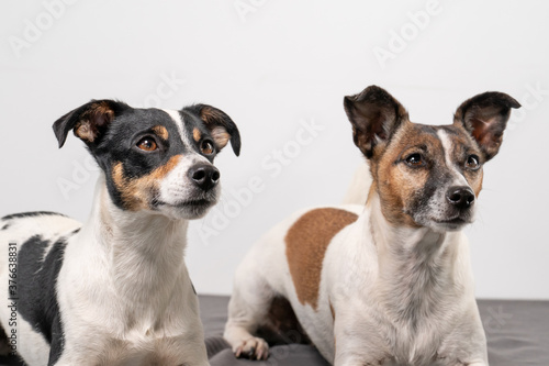 Two brown, black and white Jack Russell Terrier posing in a studio, in full length , copy space