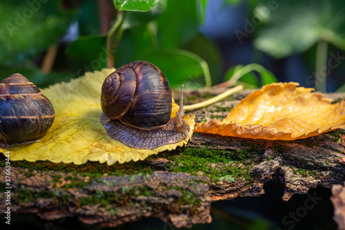 Large snails crawling along the bark of a tree. Burgudian, grape or Roman edible snail from the Helicidae family.