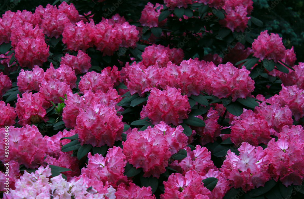 Isolated pink rhododendron close up photo at nature. Beautiful pink flowers photo in the garden. Isolated pink rhododendron close up photo at nature. Beautiful pink flowers photo in the garden.