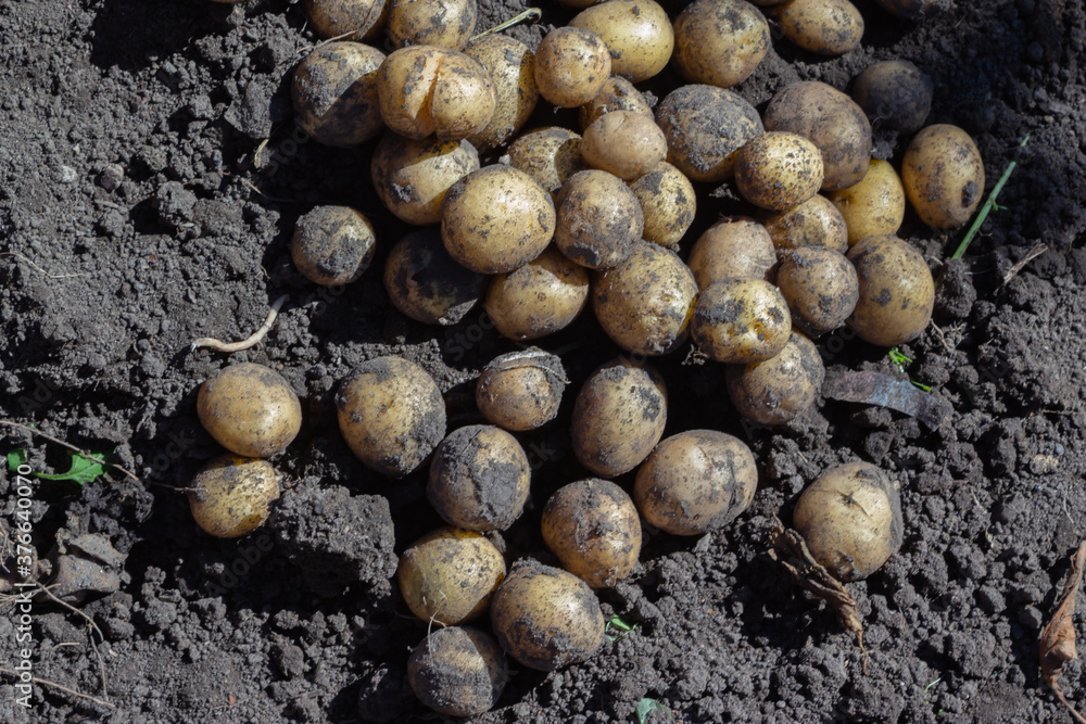 Freshly dug potatoes in the ground Freshly dug potatoes in the ground