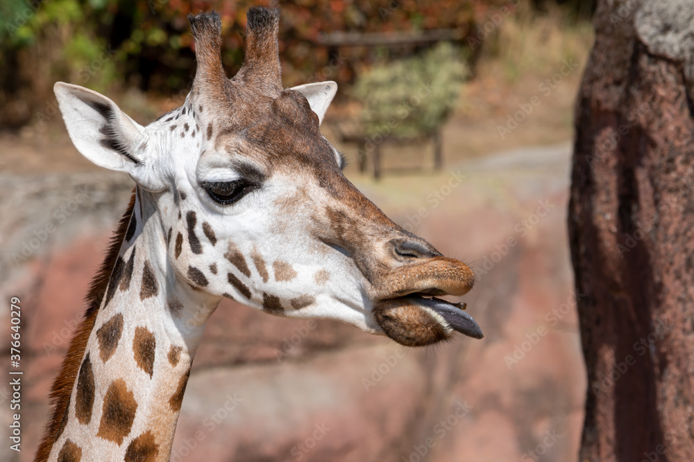 Fototapeta premium Giraffe