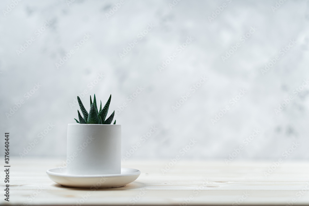 One Succulent and cactus in a concrete pot on a wooden table and white background