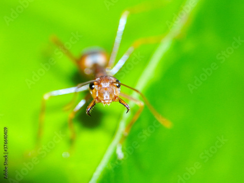 Close up photo of a Weaver Ant with claws in its mouth open and ready to attack, Weaver Ant macro photo
