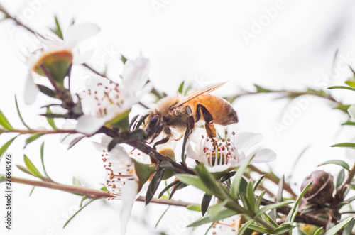 Honey Bee collecting pollen on Manuka flower plant for honey which has medicinal properties photo