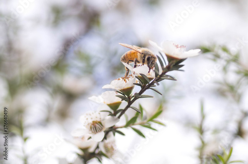 Honey Bee collecting pollen on Manuka flower plant for honey which has medicinal properties