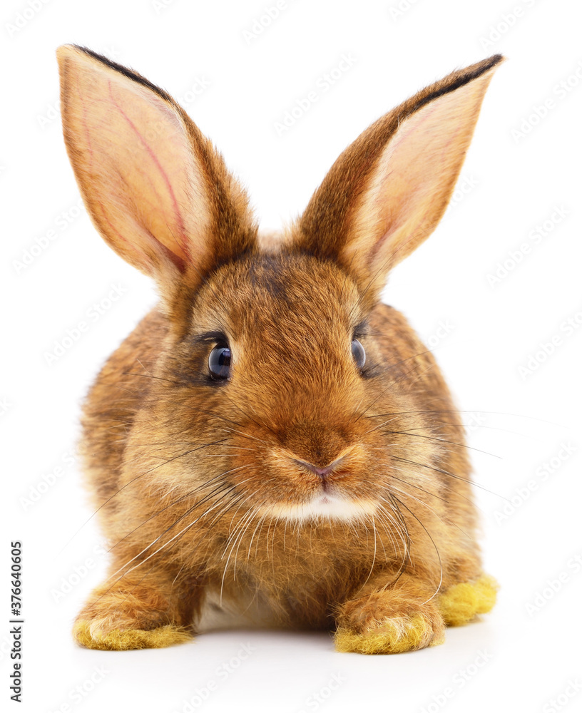 Brown rabbit on white. Brown rabbit on white.