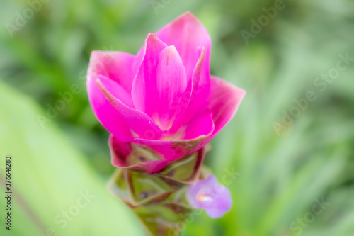 Fototapeta Naklejka Na Ścianę i Meble -  Concept nature view of pink leaf on blurred greenery background in garden and sunlight with copy space using as background natural green plants landscape, ecology, fresh wallpaper concept.