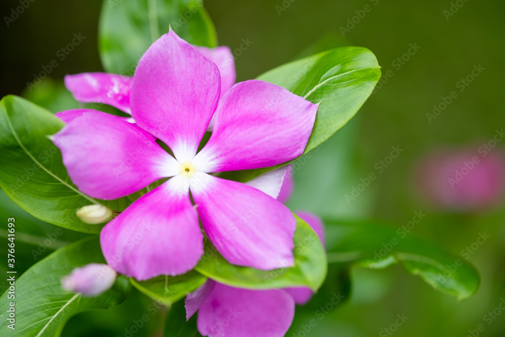 Concept nature view of pink leaf on blurred greenery background in garden and sunlight with copy space using as background natural green plants landscape, ecology, fresh wallpaper concept. Concept nature view of pink leaf on blurred greenery background in garden and sunlight with copy space using as background natural green plants landscape, ecology, fresh wallpaper concept.