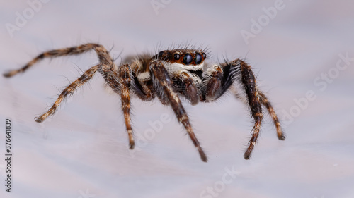 Gray Wall Jumping Spider of the species Menemerus bivittatus photo