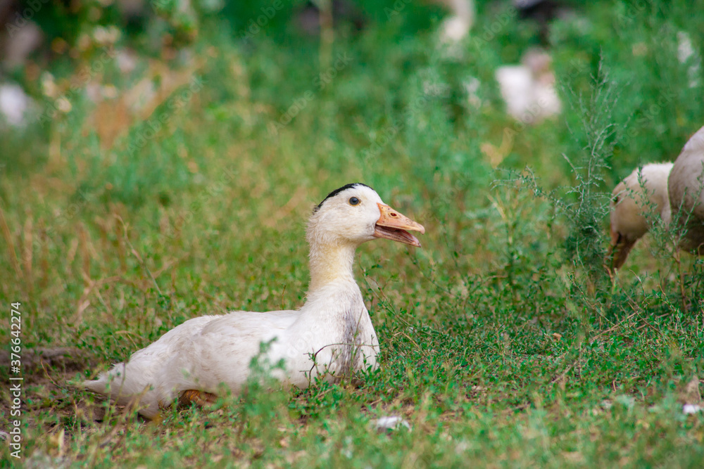 Domestic duck Duck on green grass Domestic duck Duck on green grass