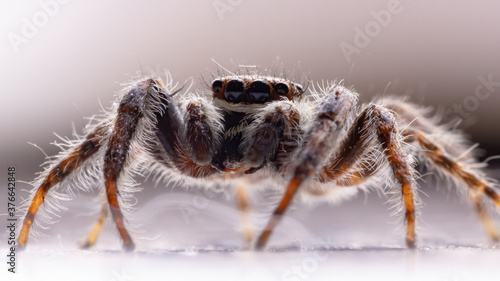 Gray Wall Jumping Spider of the species Menemerus bivittatus photo