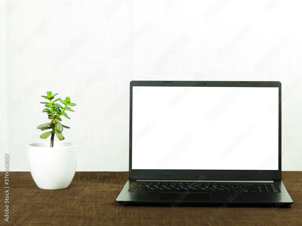 Laptop and flower money tree Laptop and flower money tree
