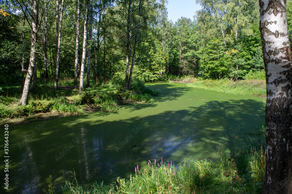 forest pond in birch Park, covered with duckweed
