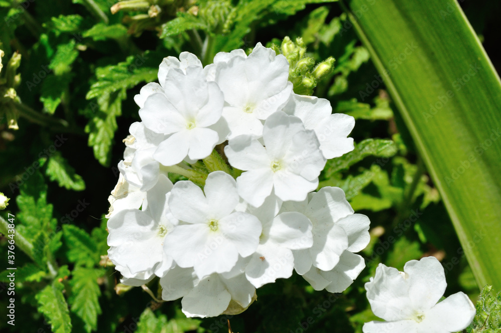 the small white flowers of primula hirsuta the small white flowers of primula hirsuta