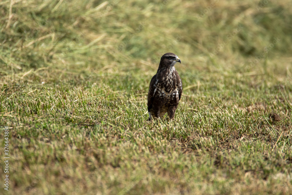 Bussard Bussard