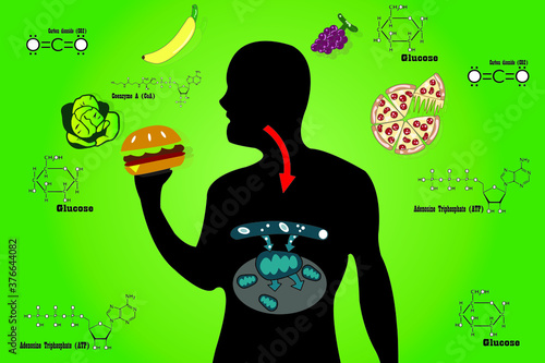 Cellular respiration in mitochondria is a set of metabolic reactions for take place in the cells of organisms to convert biochemical energy from food and other nutrients. Mitochondrial vector