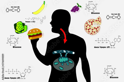 Cellular respiration in mitochondria is a set of metabolic reactions for take place in the cells of organisms to convert biochemical energy from food and other nutrients. Mitochondrial vector