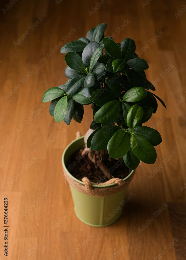 Close up view of a bonsai Ficus benghalensis plant against a dark background Close up view of a bonsai Ficus benghalensis plant against a dark background