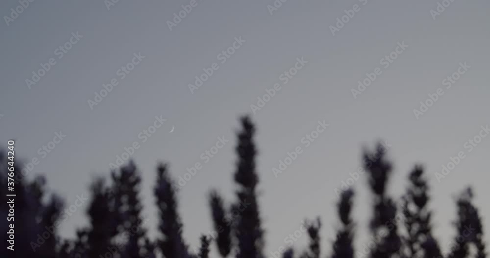 Delicate lavender flowers against sunset sky Delicate lavender flowers against sunset sky