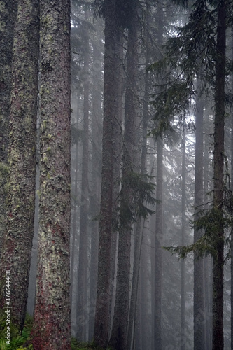 Fototapeta Naklejka Na Ścianę i Meble -  very mystical the fog in the forest in the morning on the mountains