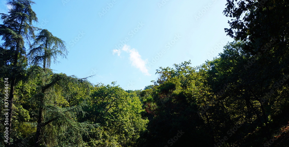 nice sun rays through trees nice sun rays through trees