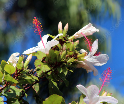 Dainty decorative blooms of Wilder's white single Hibiscus arnottianus with prominent pink stamens adds a touch of exotic tropical splendor to the garden landscape from spring to late autumn. photo