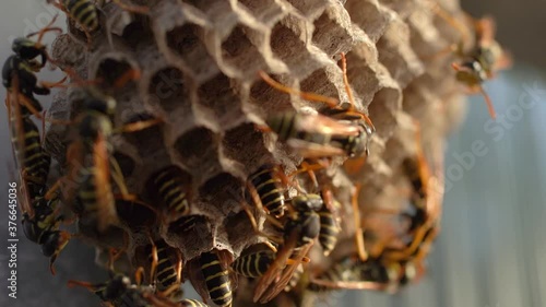 macro shooting of a hornet's nest with multiple wasps