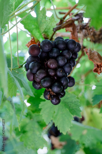 Grapes growing on a vine