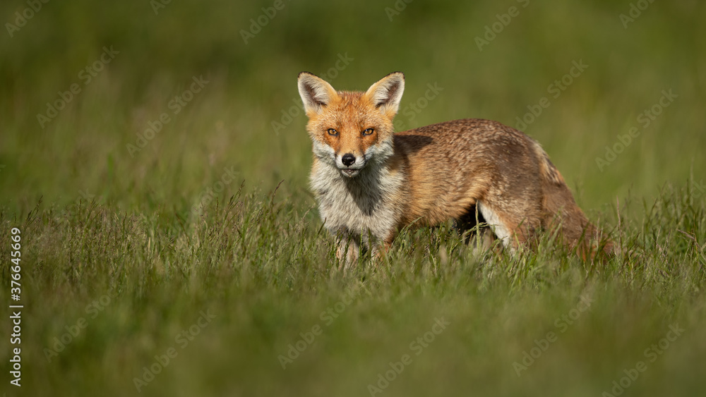 Red Fox standing in a grass meadow.  