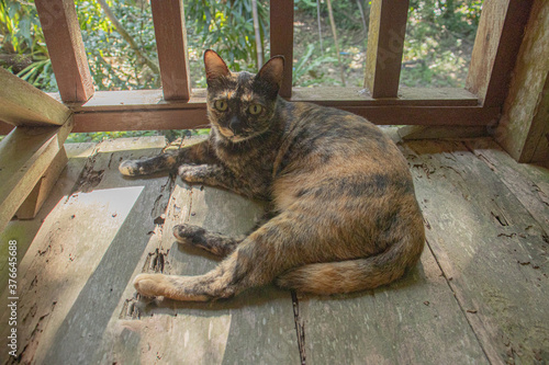 Fototapeta Naklejka Na Ścianę i Meble -  cat on the wooden