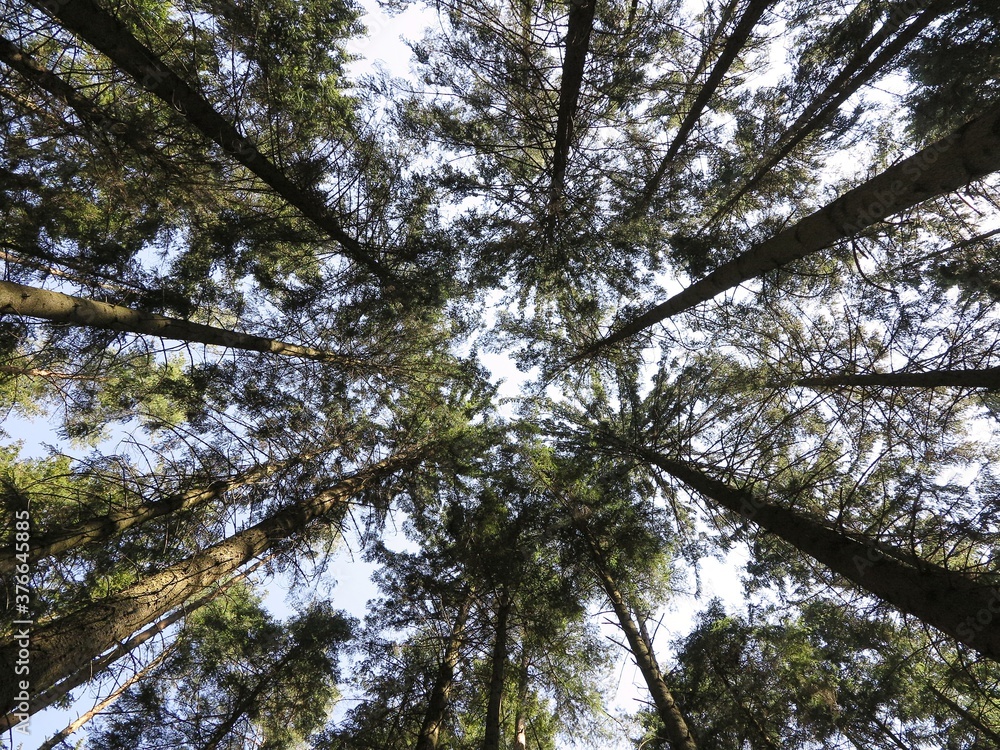 Fototapeta premium A view straight up from the ground to the treetops in the forest. Low angle shot. Tree crowns and blue sky. Beautiful symmetry in forest.
