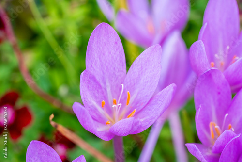 Colchicum autumnale an autumn fall lavender purple flower bulb plant commonly known as Autumn Crocus