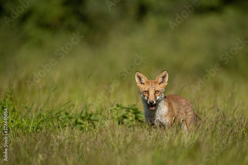 Red Fox standing in a meadow of grass.