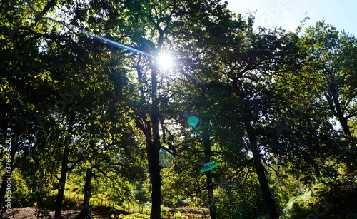 nice sun beams through trees photo