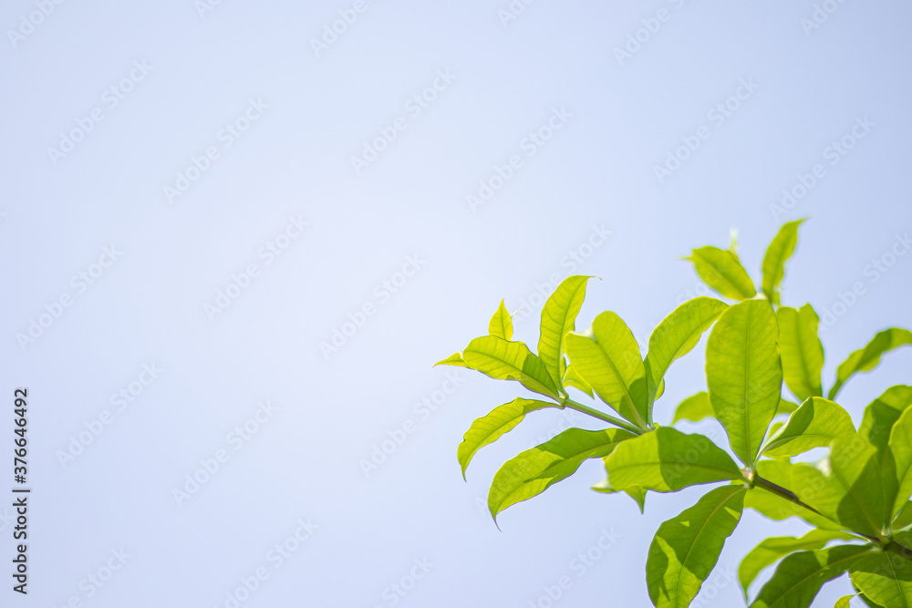 Beautiful treetops or young leaf with blue sky background.