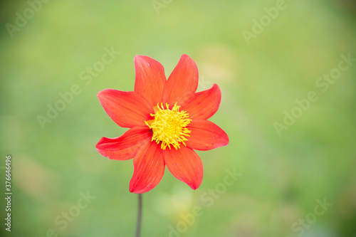 Close up of a beautiful red yellow flower with bokeh