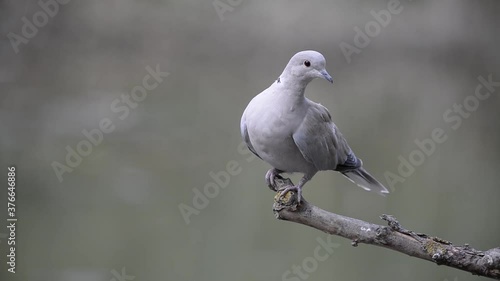 Collared dove or Streptopelia decaocto on branch