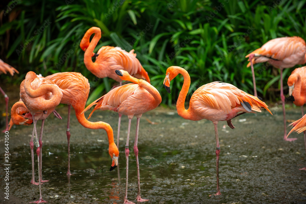 Pink Flamingo Group Standing in the shallow swamp The background is a garden with many green plants. Pink Flamingo Group Standing in the shallow swamp The background is a garden with many green plants.