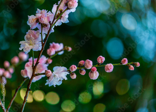 Pink peach blossoms blooming in spring against green background. 
