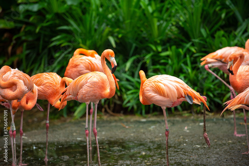 Pink Flamingo Group Standing in the shallow swamp The background is a garden with many green plants.