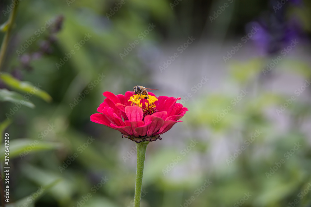 Macro shot of a working bee on a red-yellow flower Macro shot of a working bee on a red-yellow flower