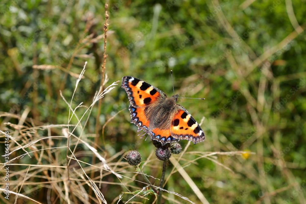 Obraz premium The small tortoiseshell - latin name Aglais Urticae, one of Europe's largest and most magnificent butterflies. Yellow and orange butterfly with black and blue spots on its forewings.