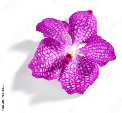 Pink vanda orchid flower isolated on white background