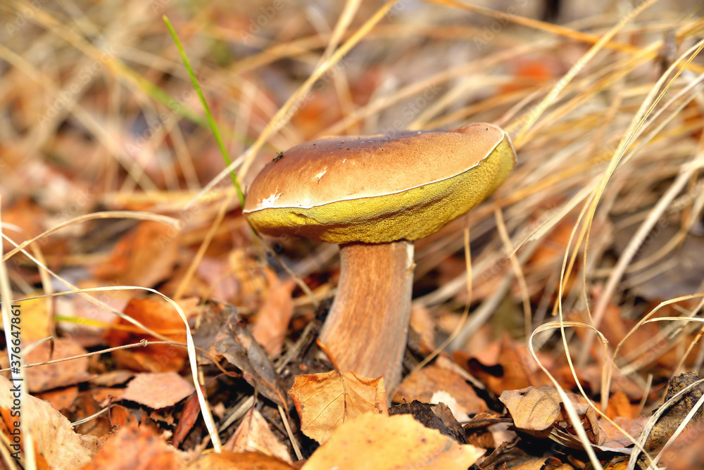 Fototapeta premium porcini mushroom in sunlight against the background of wilted foliage and grass